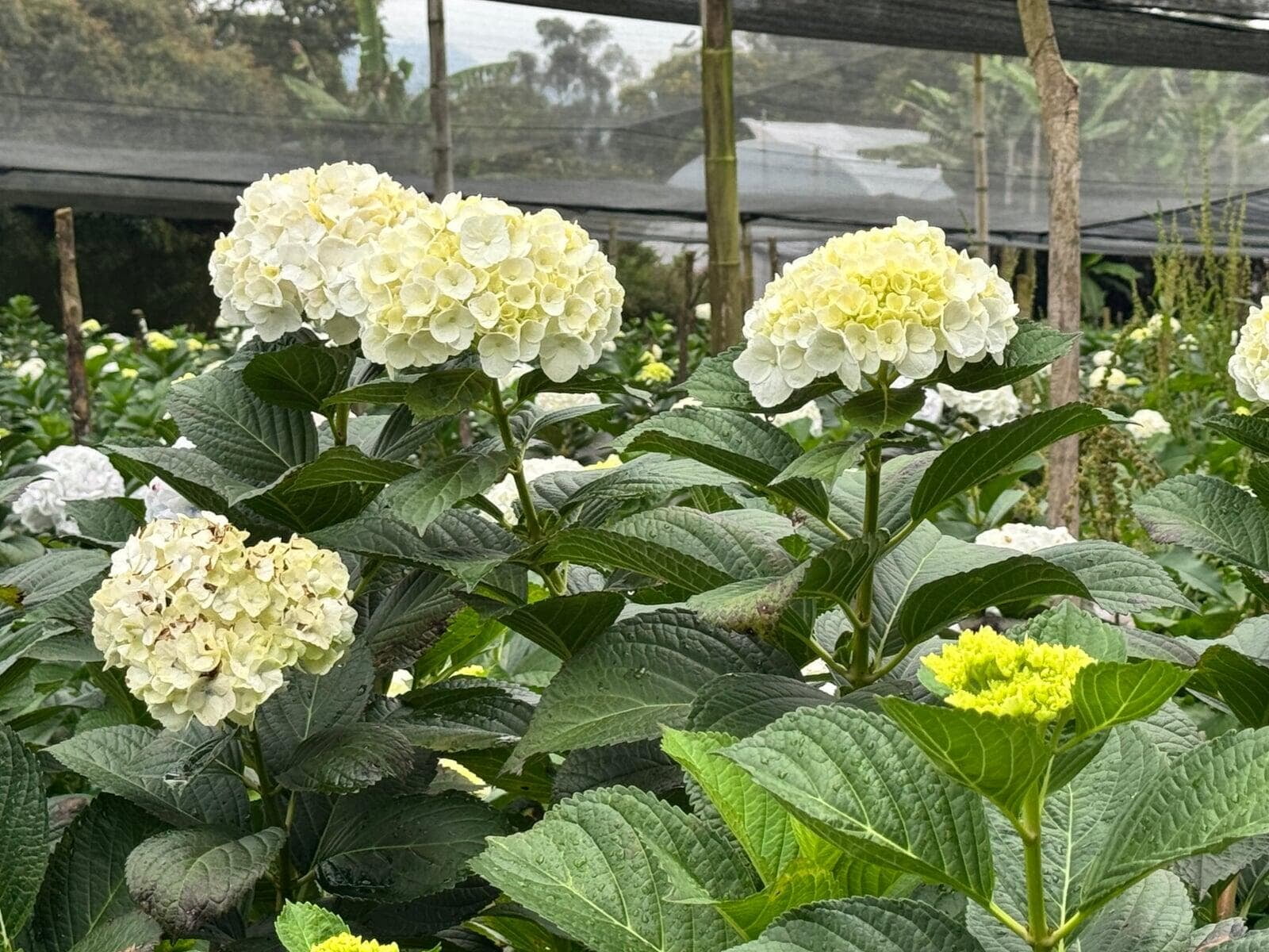 Exportaciones de hortensias superaron los 120 millones de dólares FOB en 2025